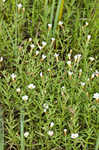 Branched hedgehyssop